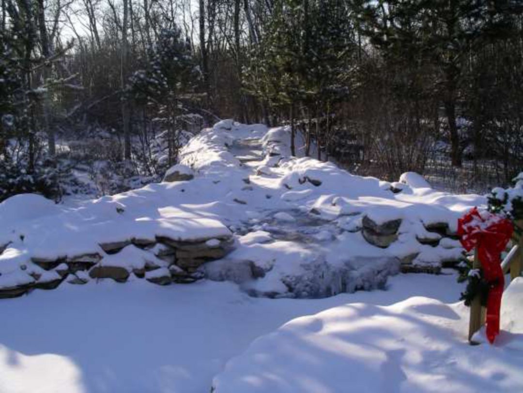 Plant Care Grandora Aquatics