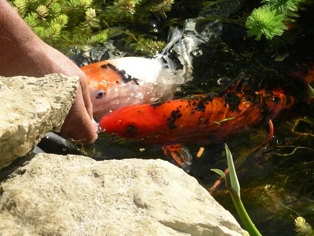 Gallery Grandora Aquatics