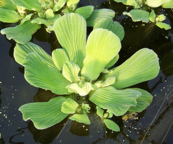 Water Lettuce Grandora Aquatics