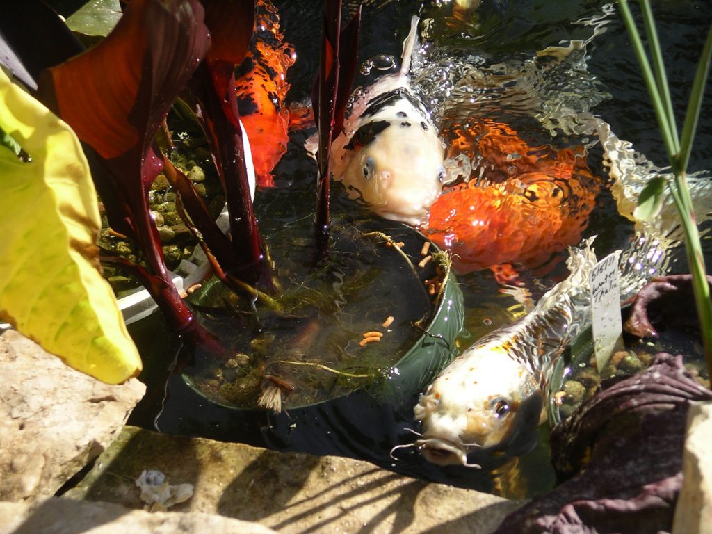 Gallery Grandora Aquatics