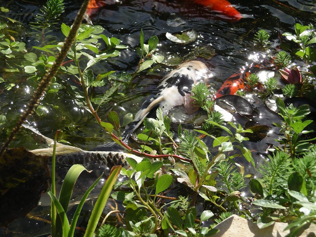 Gallery Grandora Aquatics