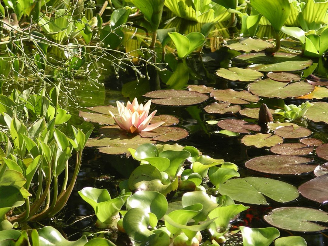 Gallery Grandora Aquatics