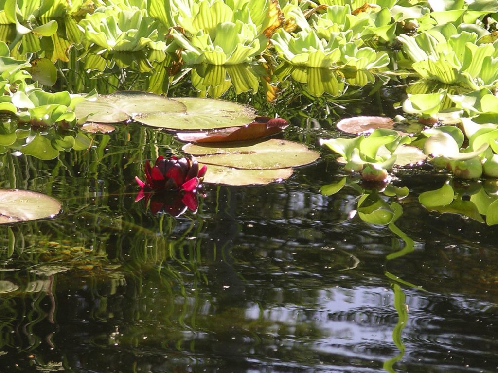 Gallery Grandora Aquatics