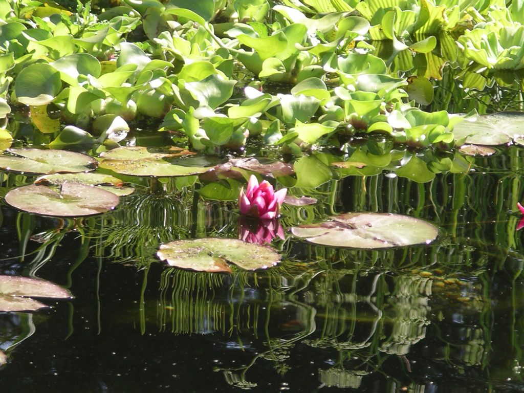 Gallery Grandora Aquatics