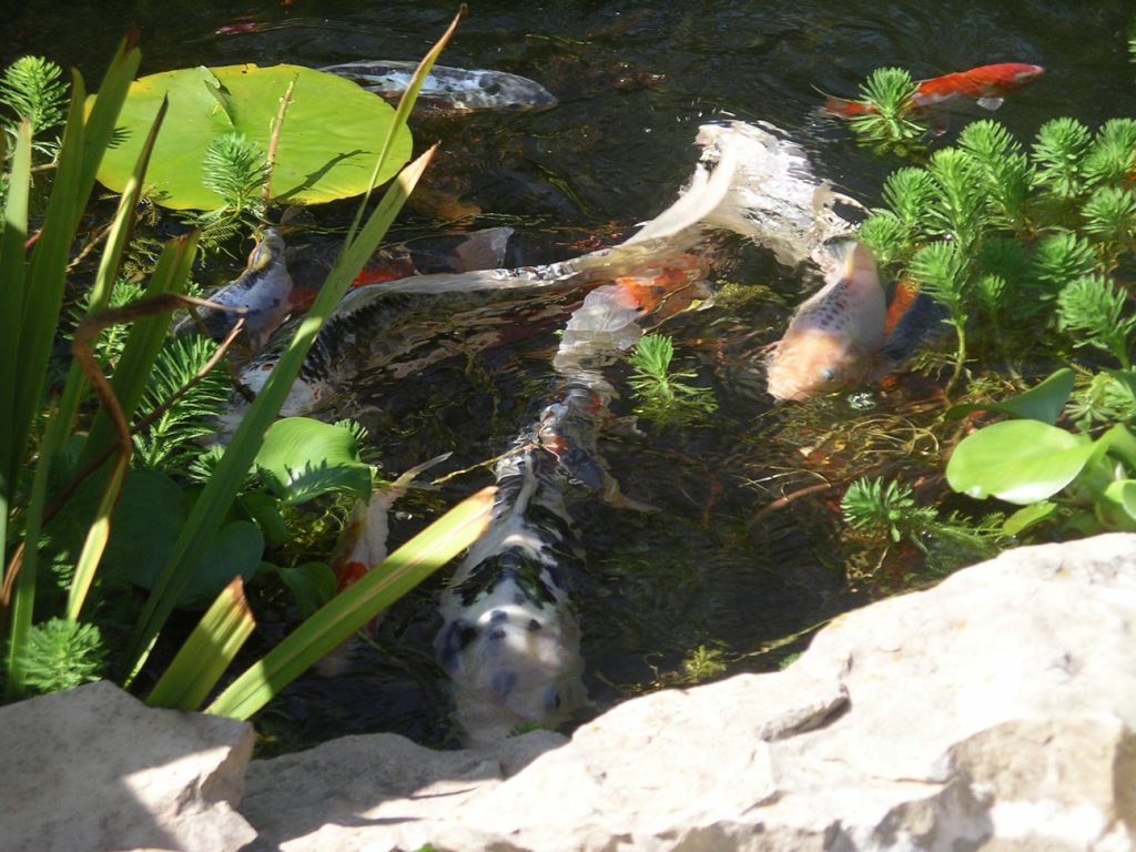 Gallery Grandora Aquatics