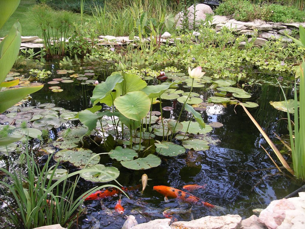 Gallery Grandora Aquatics