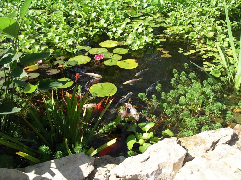 Gallery Grandora Aquatics