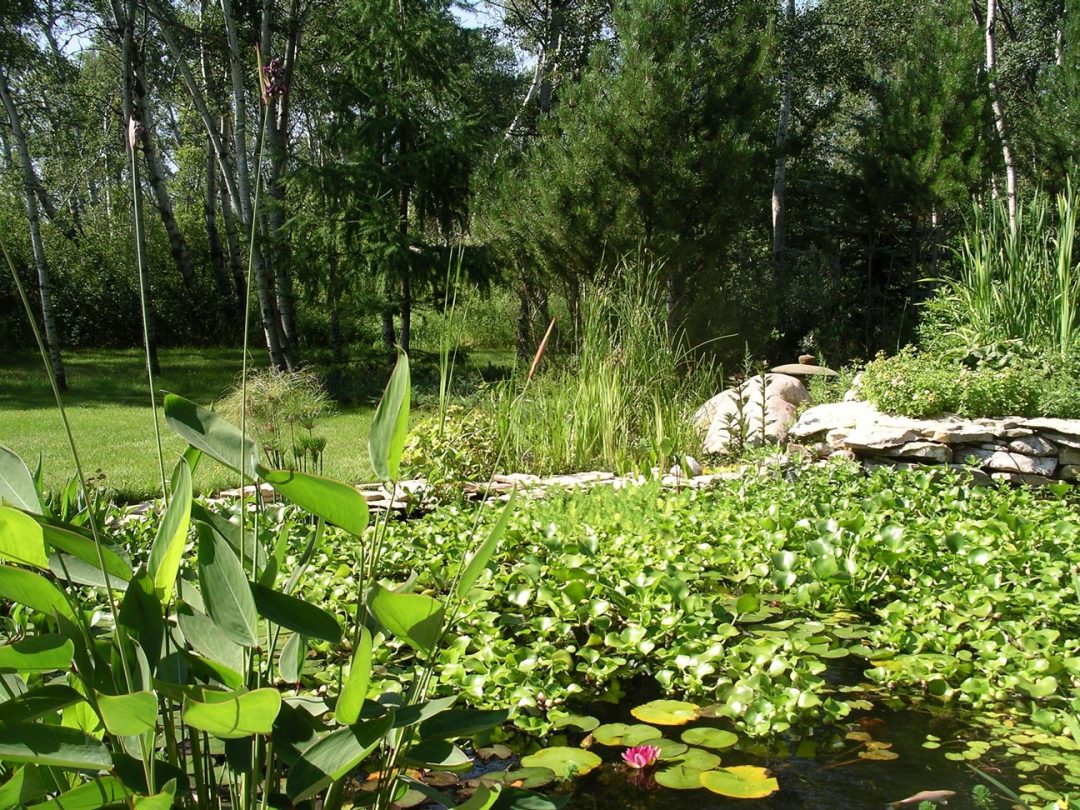 Gallery Grandora Aquatics