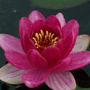 Perry’s Baby Red (Red)