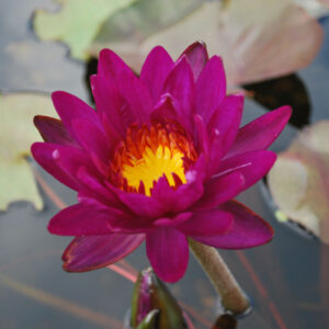 Purple Fantasy (Purple)