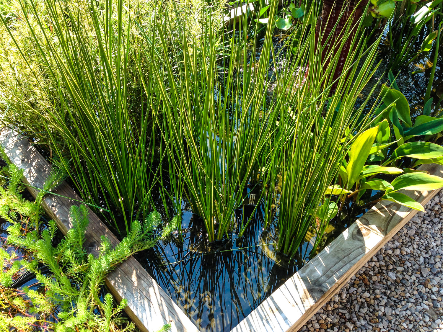 Variegated Rush Grandora Aquatics